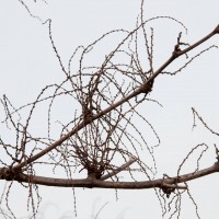 Japanese Knotweed